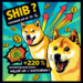 SHIB : Croissance de 70 %, DOGE +250 % : Pourquoi l'excitation ?